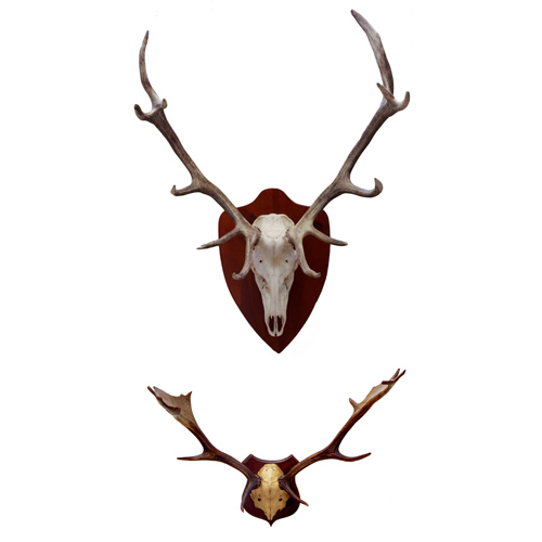 Sub.:6 - Lote: 284 - Trofeos de caza. Dos cornamentas, una de gamo y otra de venado