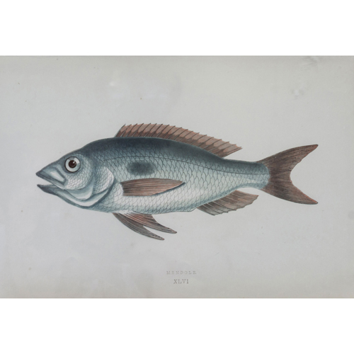 Sub.:8 - Lote: 13 - GOOMBRIDGE AND SONS (Londres, 1847 - 1865) Peces del Atlántico y Mediterráneo: Dentex O Dentón; Erytrinus; White Bream y Rudd