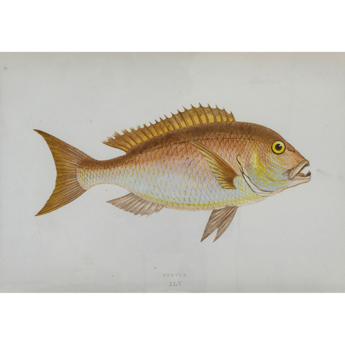 Sub.:8 - Lote: 12 - GOOMBRIDGE AND SONS (Londres, 1847 - 1865) Peces del Atlántico y Mediterráneo: Mendole; Barbel; Lake Bream y Roach
